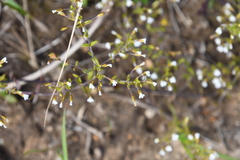 Omphalotrix longipes