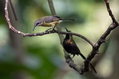 Nectarinia kilimensis