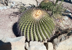 Echinocactus platyacanthus