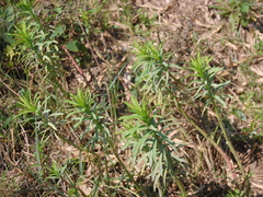 Euphorbia papillosa