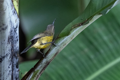 Nectarinia kilimensis