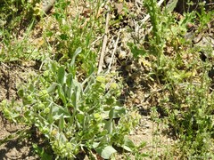 Cynoglossum cheirifolium