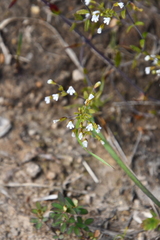 Omphalotrix longipes