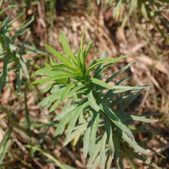 Euphorbia papillosa