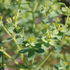 Euphorbia papillosa