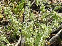 Cynoglossum cheirifolium