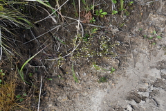 Omphalotrix longipes