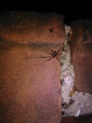 Dicranopalpus larvatus