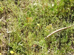 Leontodon longirostris