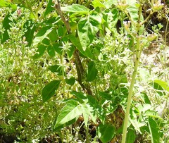 Centranthus calcitrapae