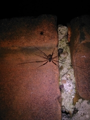 Dicranopalpus larvatus