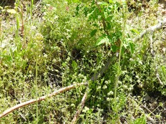 Valerianella locusta