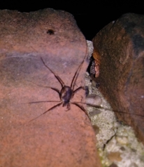 Dicranopalpus larvatus