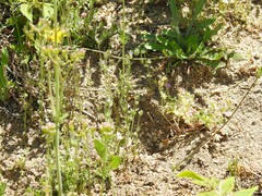 Centranthus calcitrapae