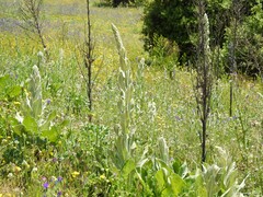 Verbascum pulverulentum