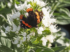 Vanessa vulcania