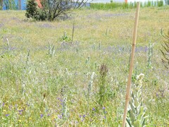 Verbascum pulverulentum
