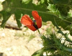 Papaver argemone