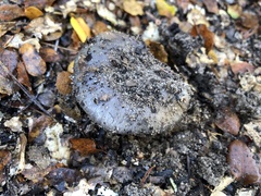 Glaucopodes