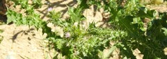 Carduus tenuiflorus