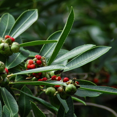 Sapium glandulosum