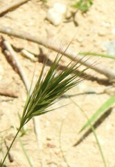 Bromus madritensis