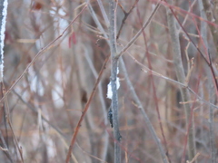 Prociphilus tessellatus