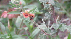 Diadasia