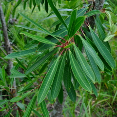 Sapium glandulosum