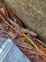 Oligosoma aeneum