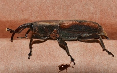 Rhabdoscelus obscurus