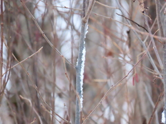 Prociphilus tessellatus