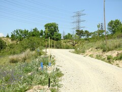 Verbascum pulverulentum