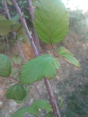 Rubus ulmifolius