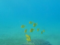 Gnathanodon speciosus