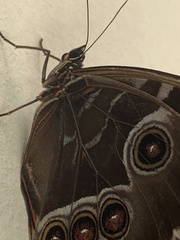 Morpho helenor montezuma