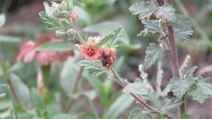 Diadasia