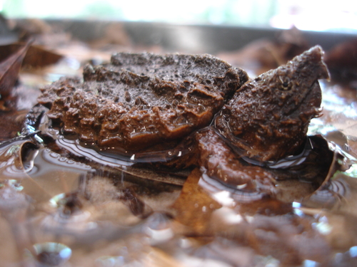 Macrochelys temminckii