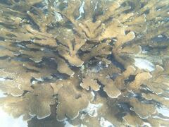 Acropora palmata