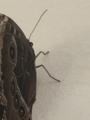 Morpho helenor montezuma