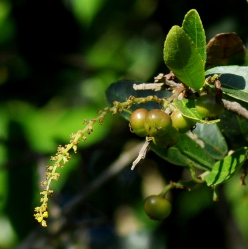 Image of Sebastiania Commersoniana (Sebastiania commersoniana) by (c) vinicius_s_domingues, some rights reserved (CC BY)