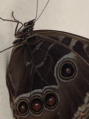 Morpho helenor montezuma