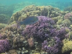 Monotaxis grandoculis