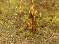 Pogonatum brachyphyllum