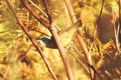 Cantorchilus guarayanus