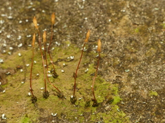 Pogonatum brachyphyllum