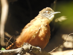 Cantorchilus leucotis