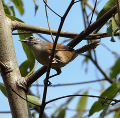 Pheugopedius genibarbis