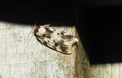 Barea confusella