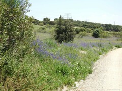 Echium plantagineum
